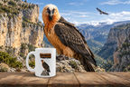 Bearded Vulture Coffee Mug – 11oz Ceramic Mug for Animals With Facts Series 3 Gifts