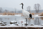 Red Crowned Crane Coffee Mug – 11oz Ceramic Mug for Animals With Facts Series 2 Gifts