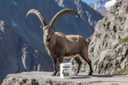 Siberian Ibex Coffee Mug – 11oz Ceramic Mug for Animals With Facts Series 2 Gifts