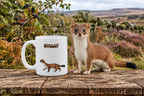 Stoat Coffee Mug – 11oz Ceramic Mug for Animals With Facts Series 3 Gifts